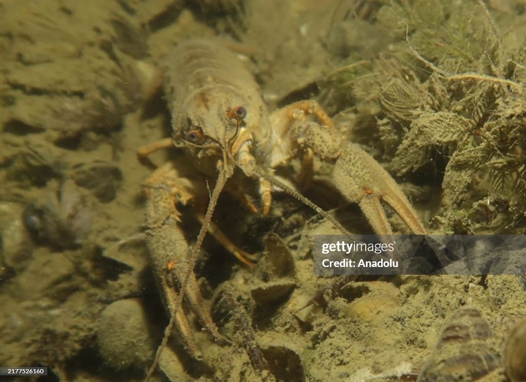 Marine life at Okcular Lake in Turkiye's Sakarya