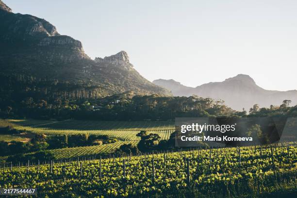 vineyards in constantia near cape town, south africa. - stellenbosch fotografías e imágenes de stock