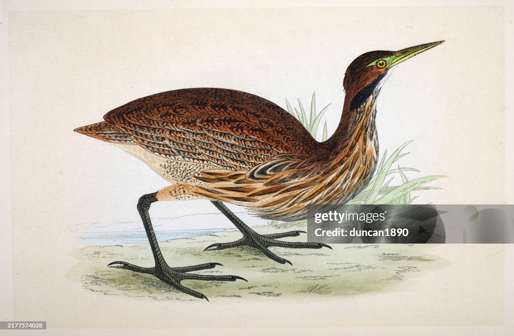 American bittern, Botaurus lentiginosus, a wading bird in the heron family, Wildlife, Fine Art, Birds, Victorian, 19th Century style