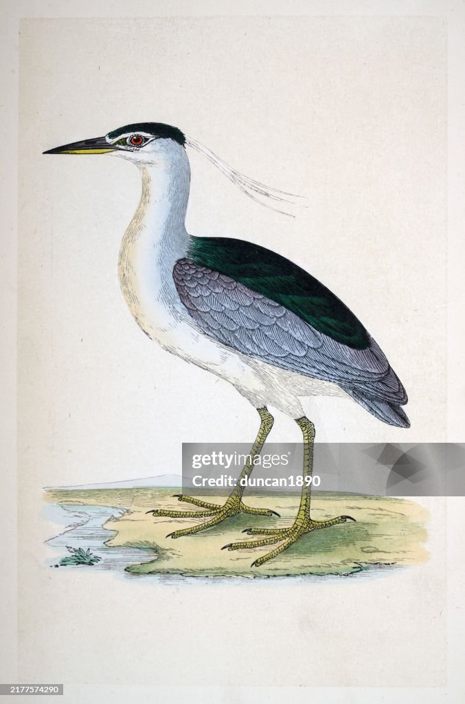 Garça-real-de-coroa-negra, nycticorax nycticorax, vida selvagem, belas artes, pássaros, estilo vitoriano, século 19