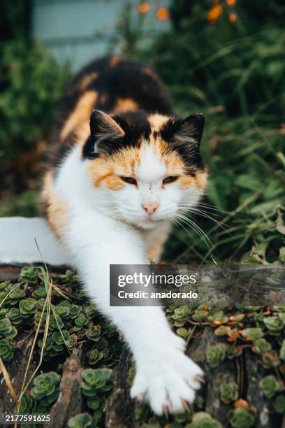 close-up of a calico cat standing on a wall stretching its front paws in a garden - calico cat stock pictures, royalty-free photos & images