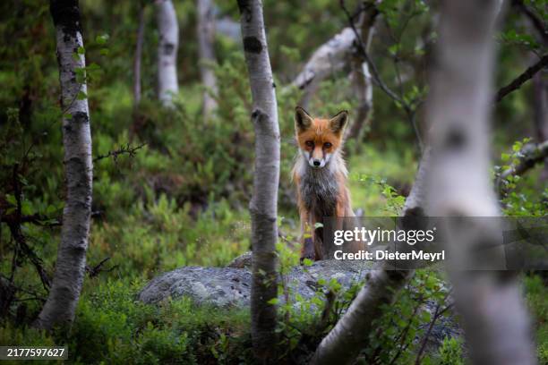 red fox (vulpes-vulpes) in birch wood - orange fox tail stock pictures, royalty-free photos & images