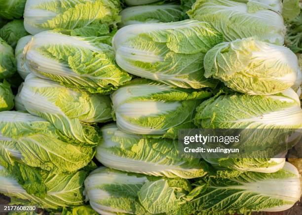 chinese cabbages for sale at the farmer's market. - cabbage stock pictures, royalty-free photos & images
