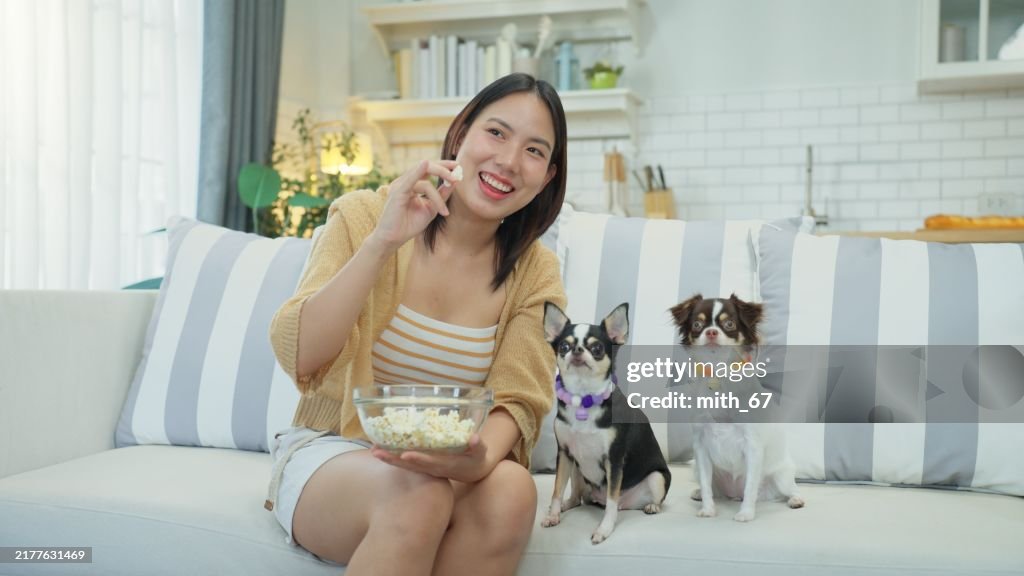 Beautiful young Asian woman and two Chihuahua dogs sitting on sofa together eating popcorn for leisure in living room at home. Attractive young woman spending leisure time at home with her pets, Chihuahua, looking at popcorn and would like to eat.