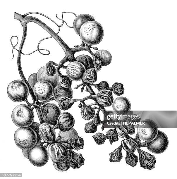 grapes woodcut engraving 1842 - grape tree stock illustrations