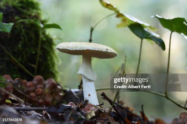 amanita - organismo vivo imagens e fotografias de stock