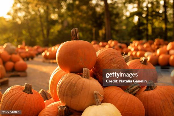 pumpkin patch - pumpkin patch stock pictures, royalty-free photos & images