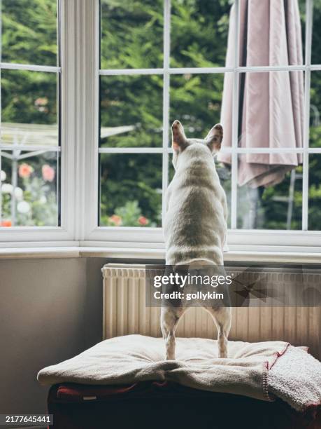 477 Dog Behind Window Stock Photos, High-Res Pictures, and Images ...