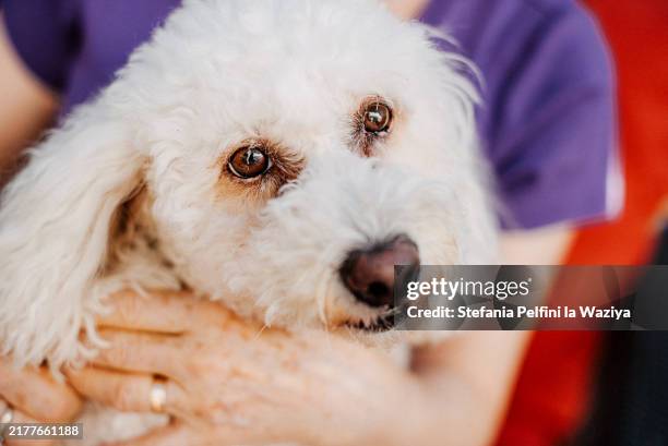 fluffy white dog - maltese dog stock pictures, royalty-free photos & images