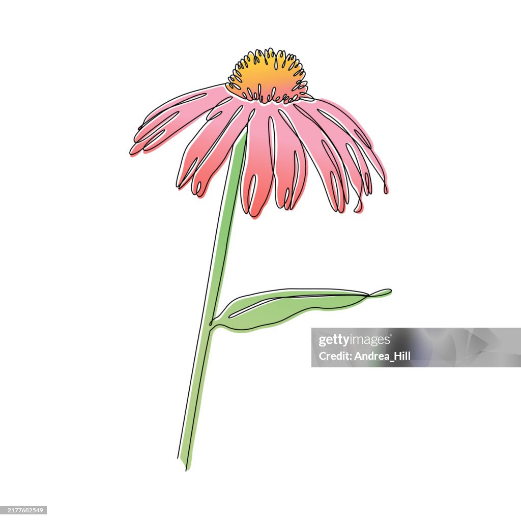 Echinacea Coneflower Continuous Line Drawing with Editable Stroke and Color Elements