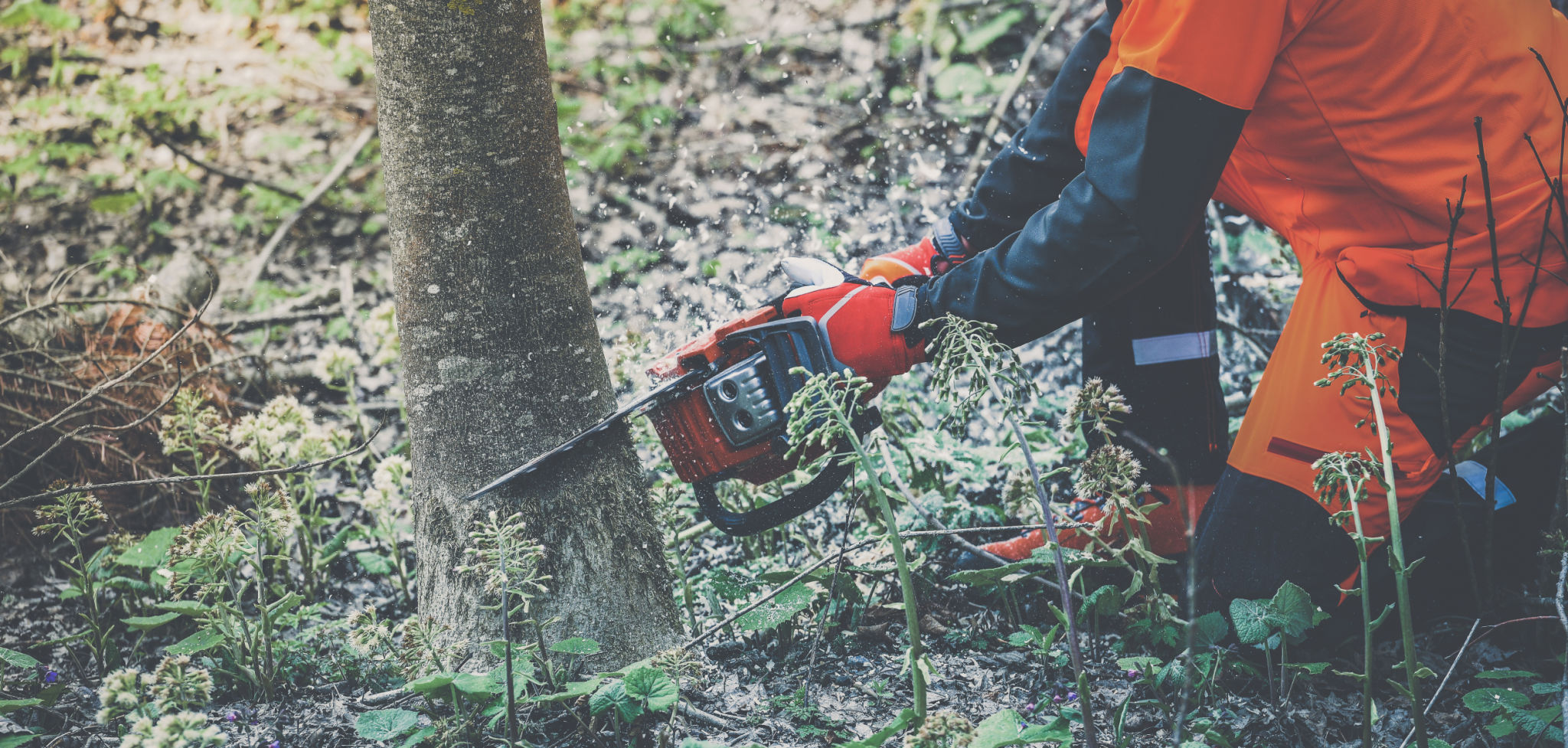 Man Holding Chainsaw And Cut Tree. Lumberjack At Work Wears Protective Equipment. Gardener Working Man Holding Chainsaw And Cut Tree. Lumberjack At Work Wears Protective Equipment. Gardener Working