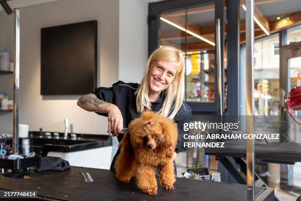 peluquero de mujer feliz recortando el pelaje de un caniche toy en una mesa de aseo en un salón - peluquero de animales fotografías e imágenes de stock