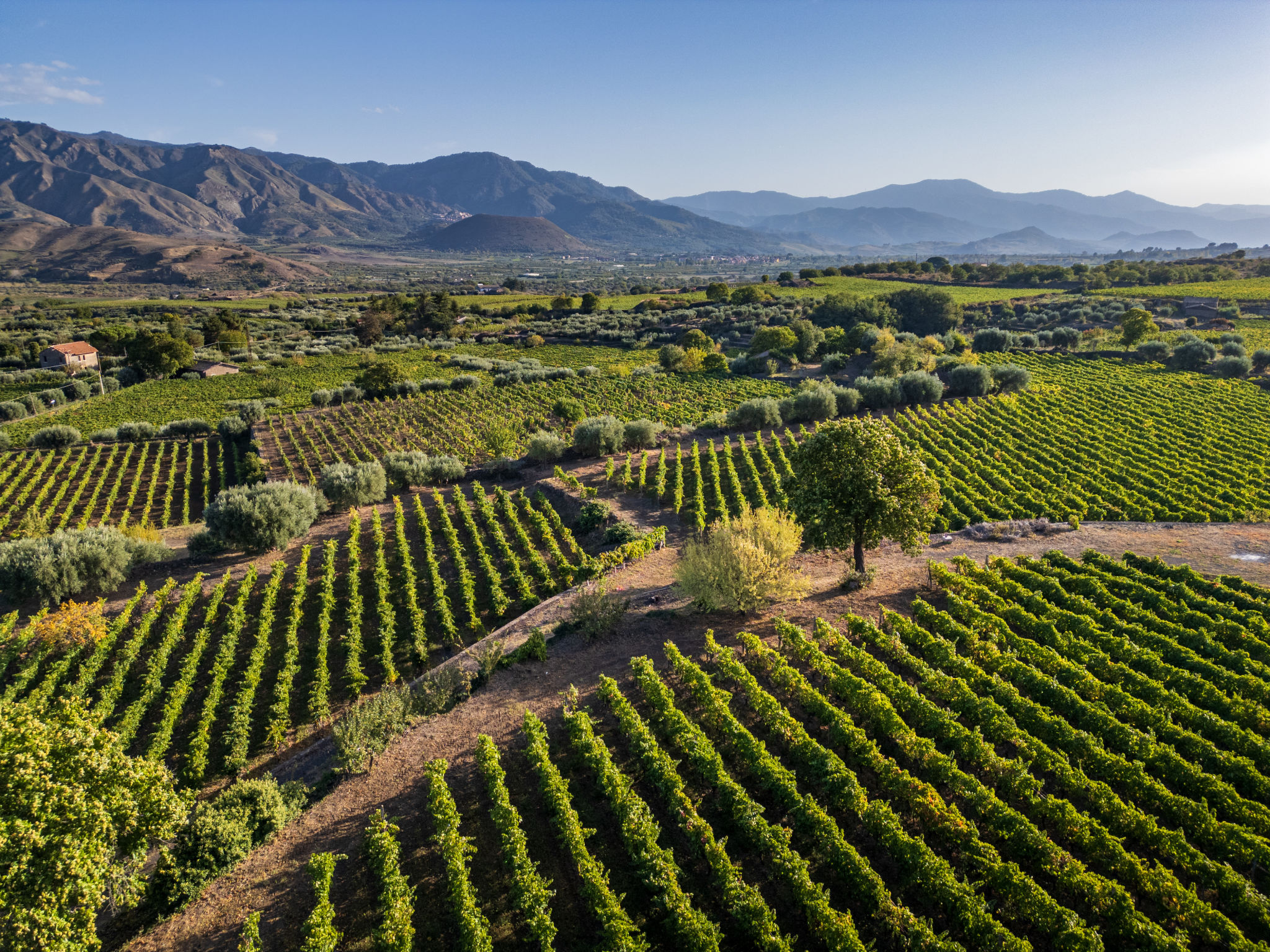 italian vineyard