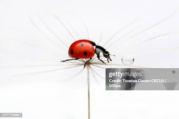 close-up of ladybug on table - joaninha imagens e fotografias de stock