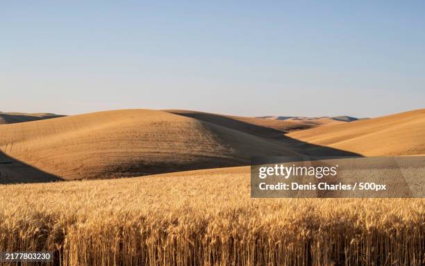 scenic view of field against clear sky,united states,usa - wheat field stock pictures, royalty-free photos & images