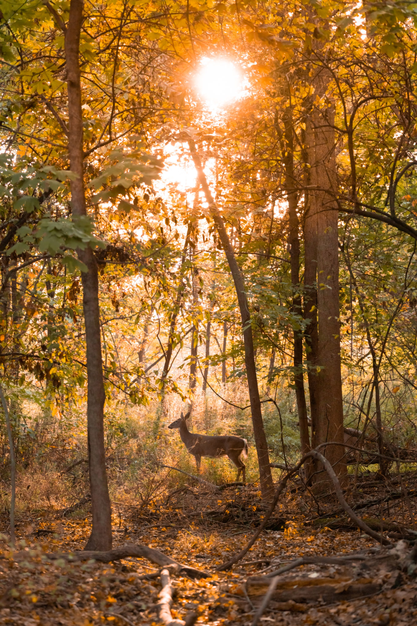 deer new jersey