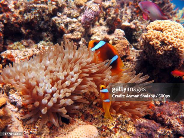 close-up of clown fish swimming in sea - anemonefish stock pictures, royalty-free photos & images