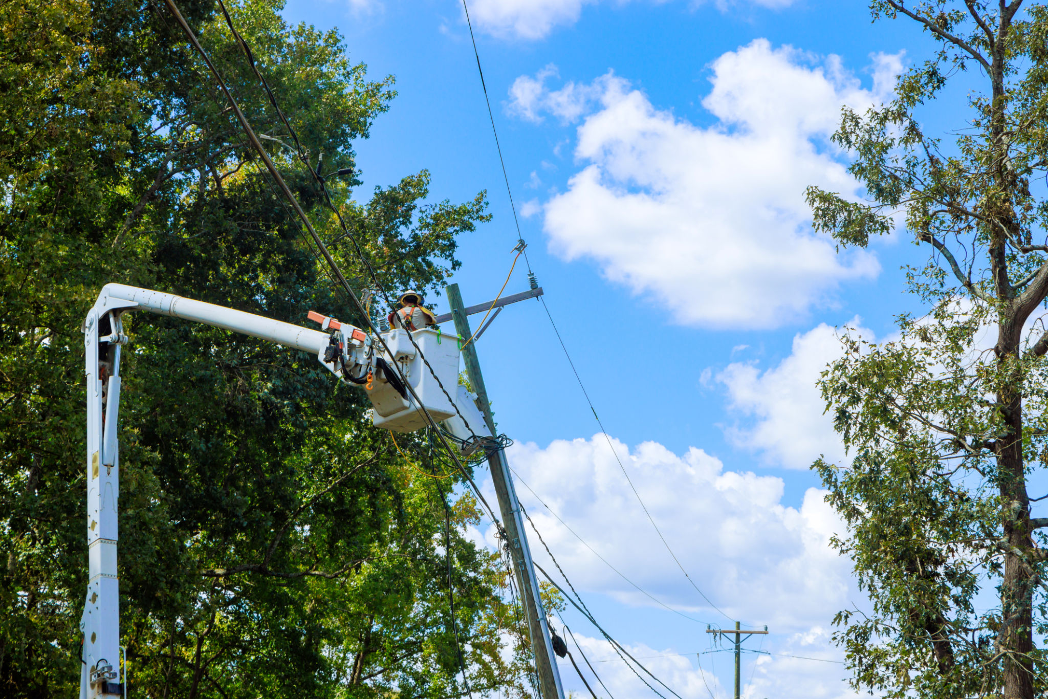 bird diverter utility lines