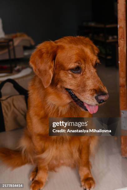 a-young-golden-retriever-sits-near-the-front-door-and-looks-away.jpg?s=612x612&w=gi&k=20&c=2Q7cPLi5oHXecZyOoagAu2QMyELVyY7pYe9JtUj8UA4=