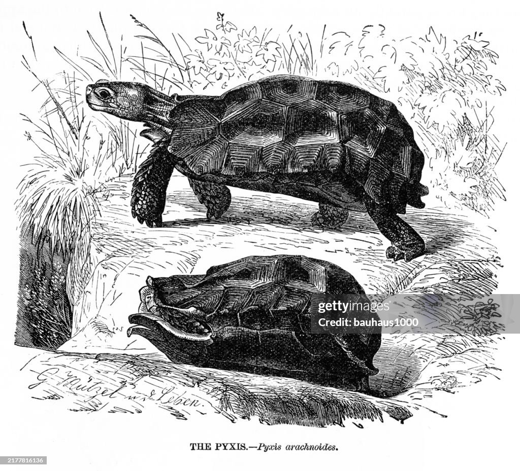 Antique American Engraving, The Pyxis, Pyxis arachnoides, Turtle, Reptiles: Natural History, 1885