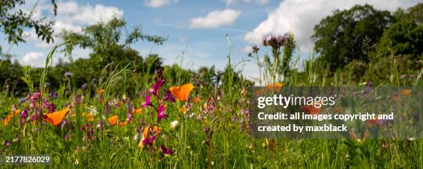 summer wildflower meadow-fochabers, scotland - meadow stock pictures, royalty-free photos & images