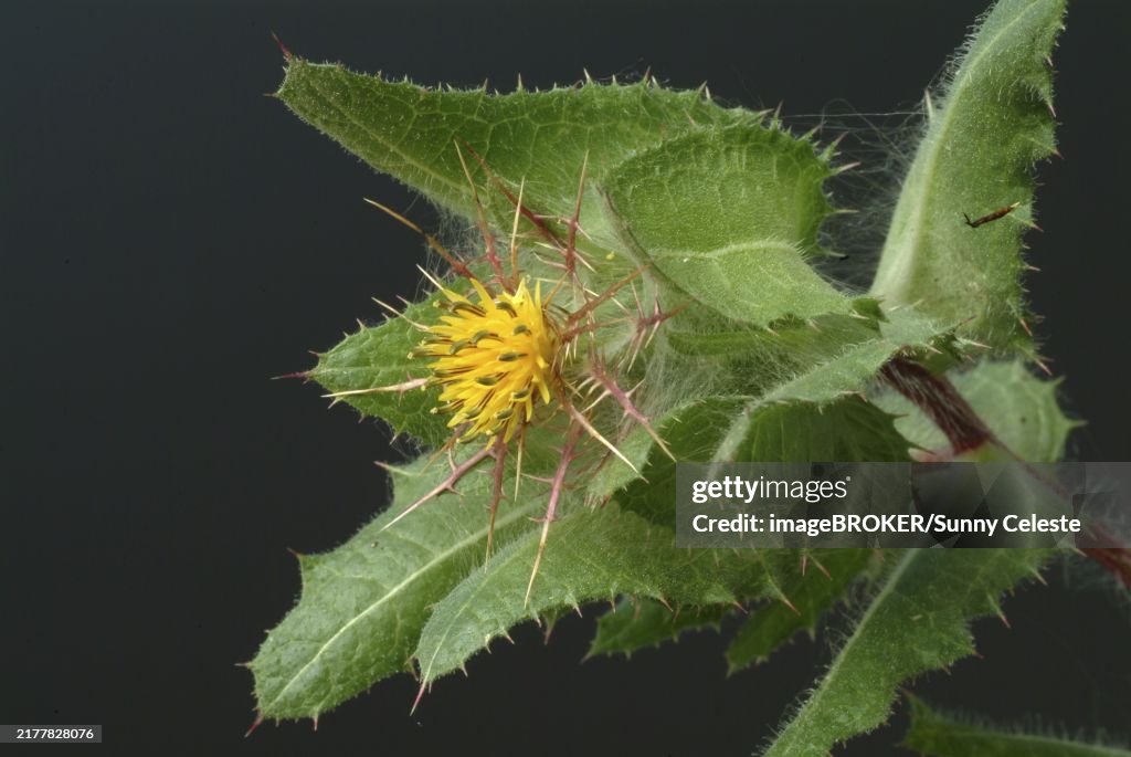Benedicte (cnicus benedictus) herb, cardobedicte, benedicte thistle, benedicte cardoon, benedicte root, bitter thistle, st. benedict's thistle (Centaurea benedicta), bornwort, thistle herb, spider thistle or viper's bugloss. Medicinal plant