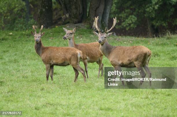 red deer (cervus elaphus), three animals in summer - grupo pequeno de animais - fotografias e filmes do acervo