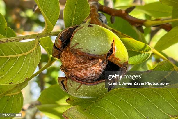 ripe walnut ready to fall - walnuss stock-fotos und bilder