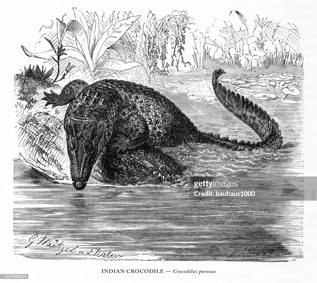 Antique American Engraving, Indian Crocodile, Crocodilus porosus, Reptiles: Natural History, 1885