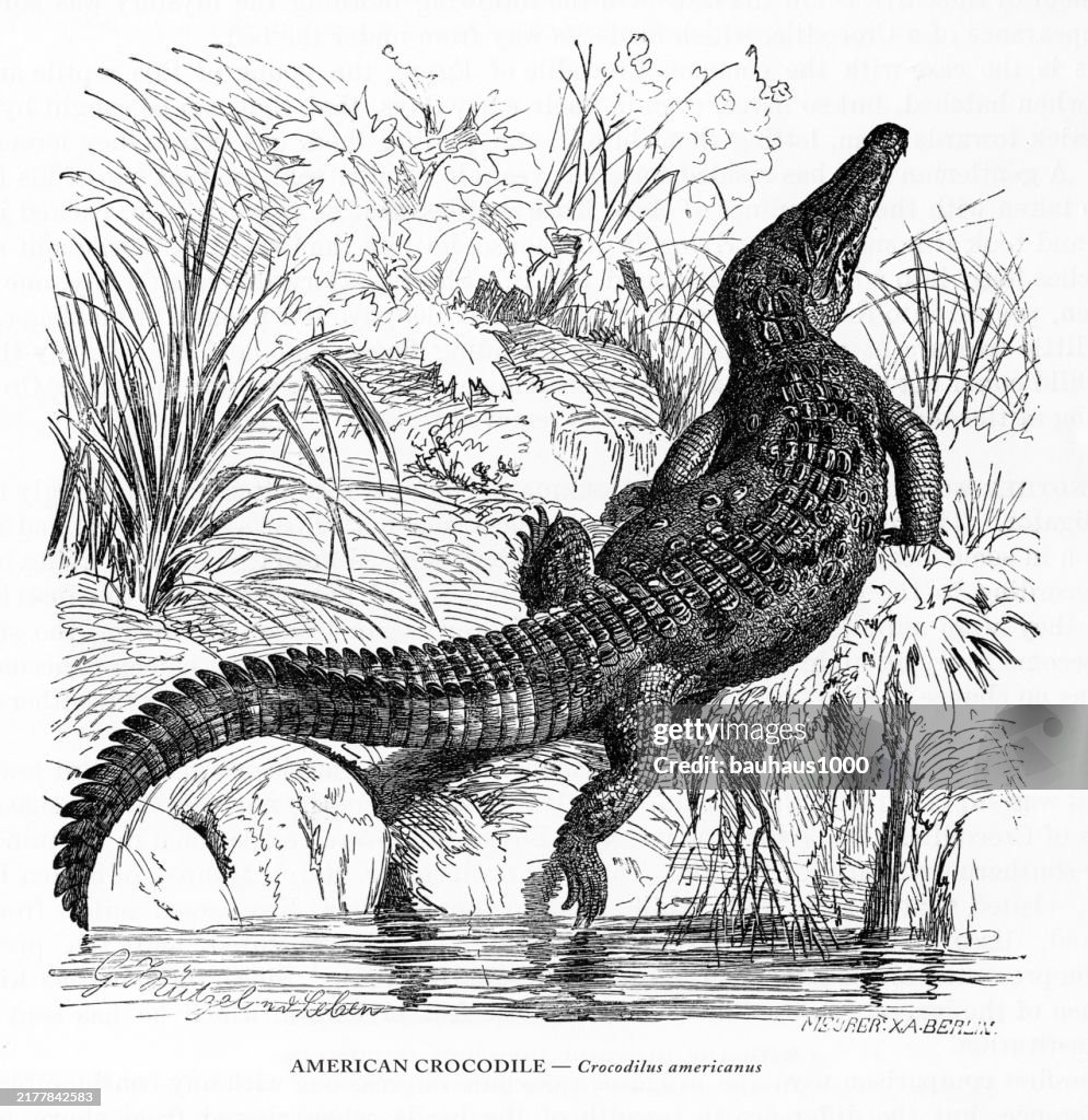 Antique American Engraving, American Crocodile, Crododilus americanus, Reptiles: Natural History, 1885