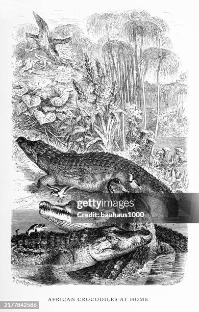 antique american engraving, african crocodiles at home, reptiles: natural history, 1885 - mugger crocodile stock illustrations