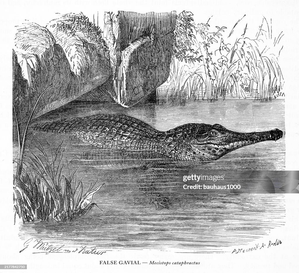 Antique American Engraving, False Gavial, Mecistops cataphractus, Reptiles: Natural History, 1885