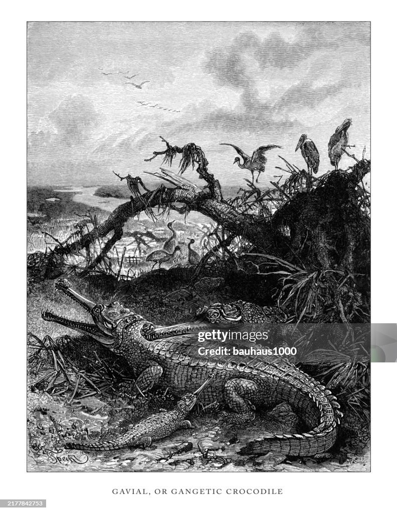 Antique American Engraving, Gavial, or Gangetic Crocodile, Reptiles: Natural History, 1885
