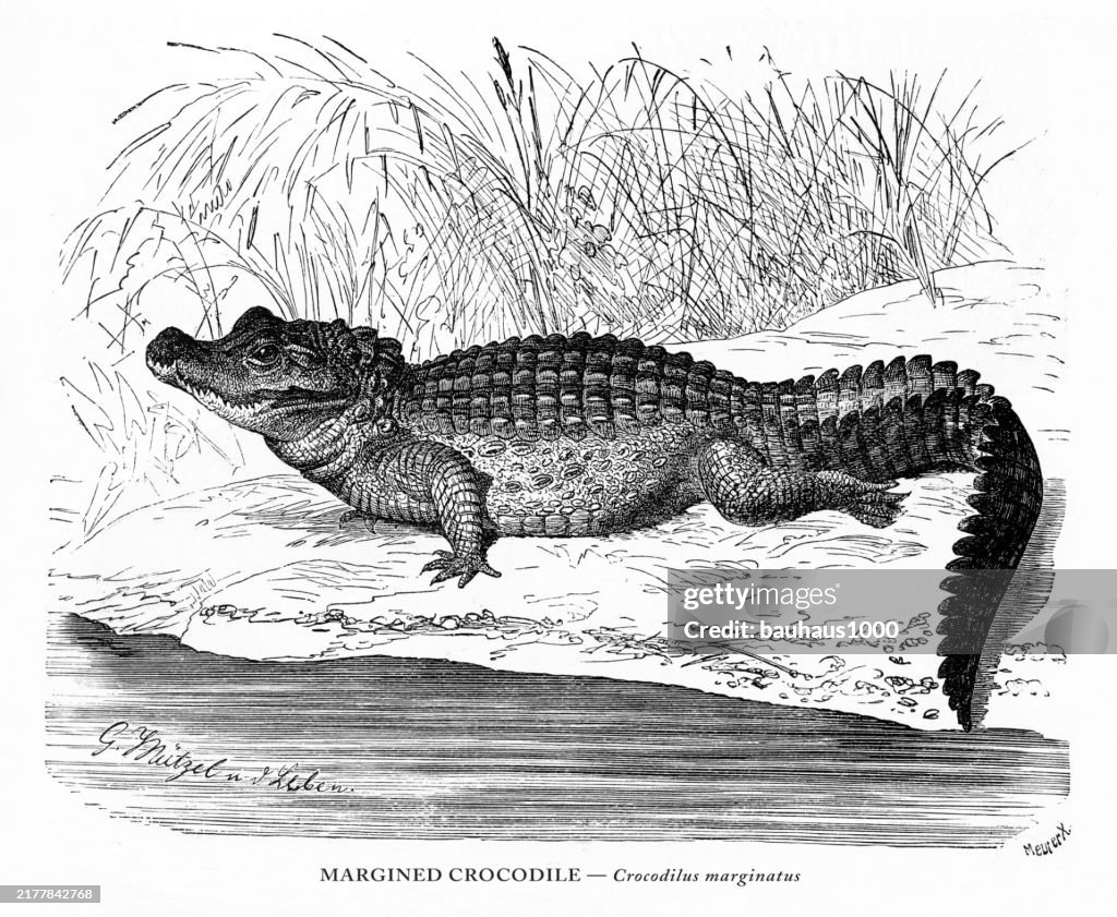 Antique American Engraving, Margined Crocodile, Crocodilus marginatus, Reptiles: Natural History, 1885