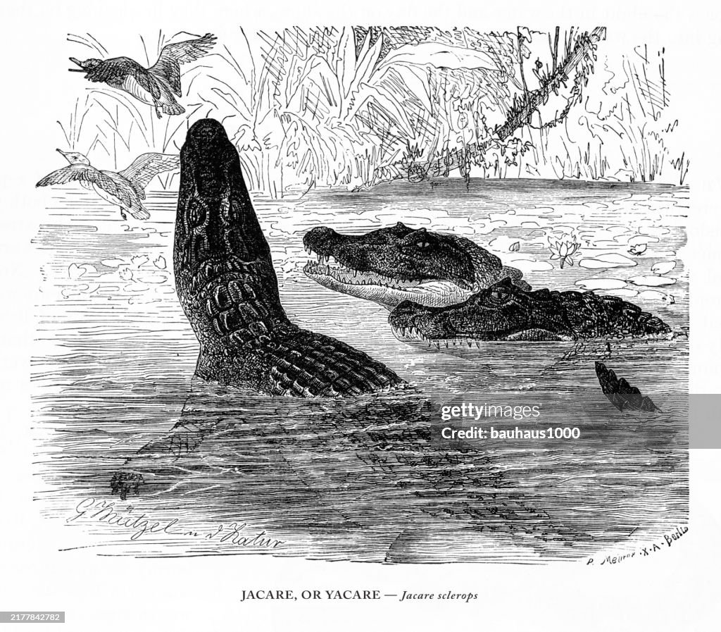 Antique American Engraving, Jacare, or Yacare, Jacare sclerops, Reptiles: Natural History, 1885