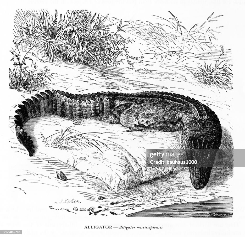 Antique American Engraving, Alligator, Alligator mississipiensis, Reptiles: Natural History, 1885