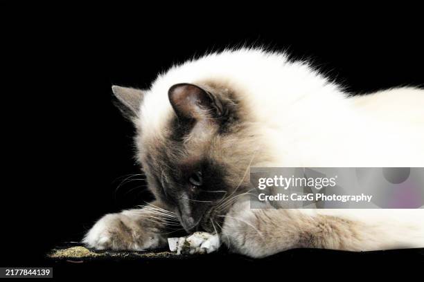 adult ragdoll cat in studio - chinese cat stock pictures, royalty-free photos & images