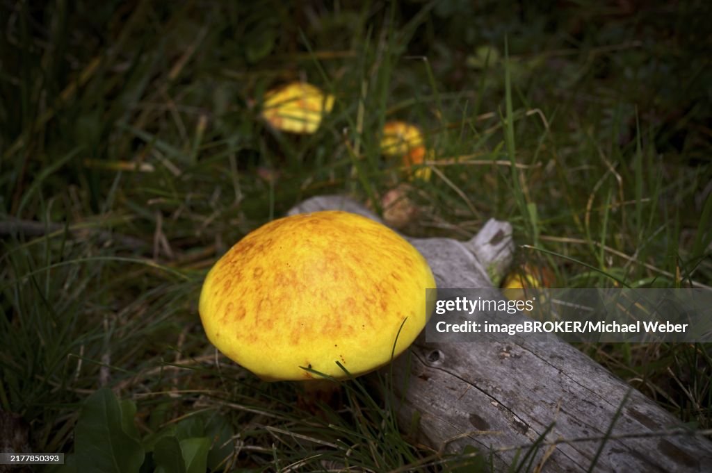 Golden larch mushroom (Suillus grevillei) Golden larch mushroom, Almenweg, Klammeben, Hirzer near Saltaus, Schenna, Scena, Passeier Valley, South Tyrol, Autonomous Province of Bolzano, Italy, Europe