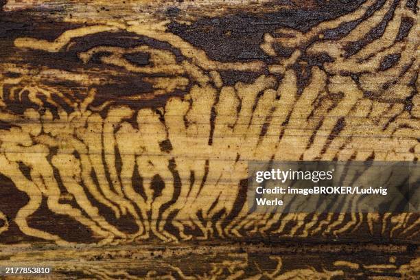 book printer feeding marks in tree trunk - snout beetle stock pictures, royalty-free photos & images