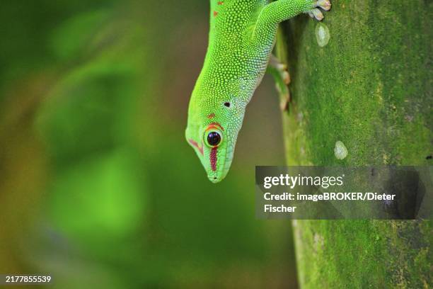 a madagascar day gecko (phelsuma madagascariensis) climbs down a tree trunk surrounded by lush green vegetation, zurich zoo, canton zurich switzerland - gecko stock illustrations