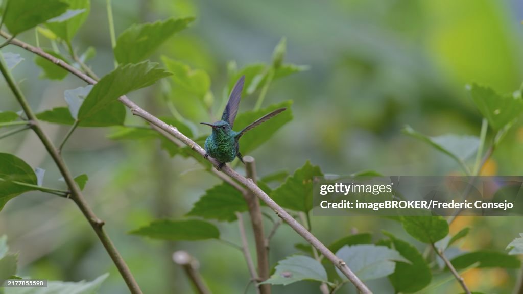 A green hummingbird perches on a branch surrounded by green leaves in a tranquil setting, Steely-vented, (Saucerottia saucerottei), Santa Marta Mountains, Magdalena, Colombia, South America