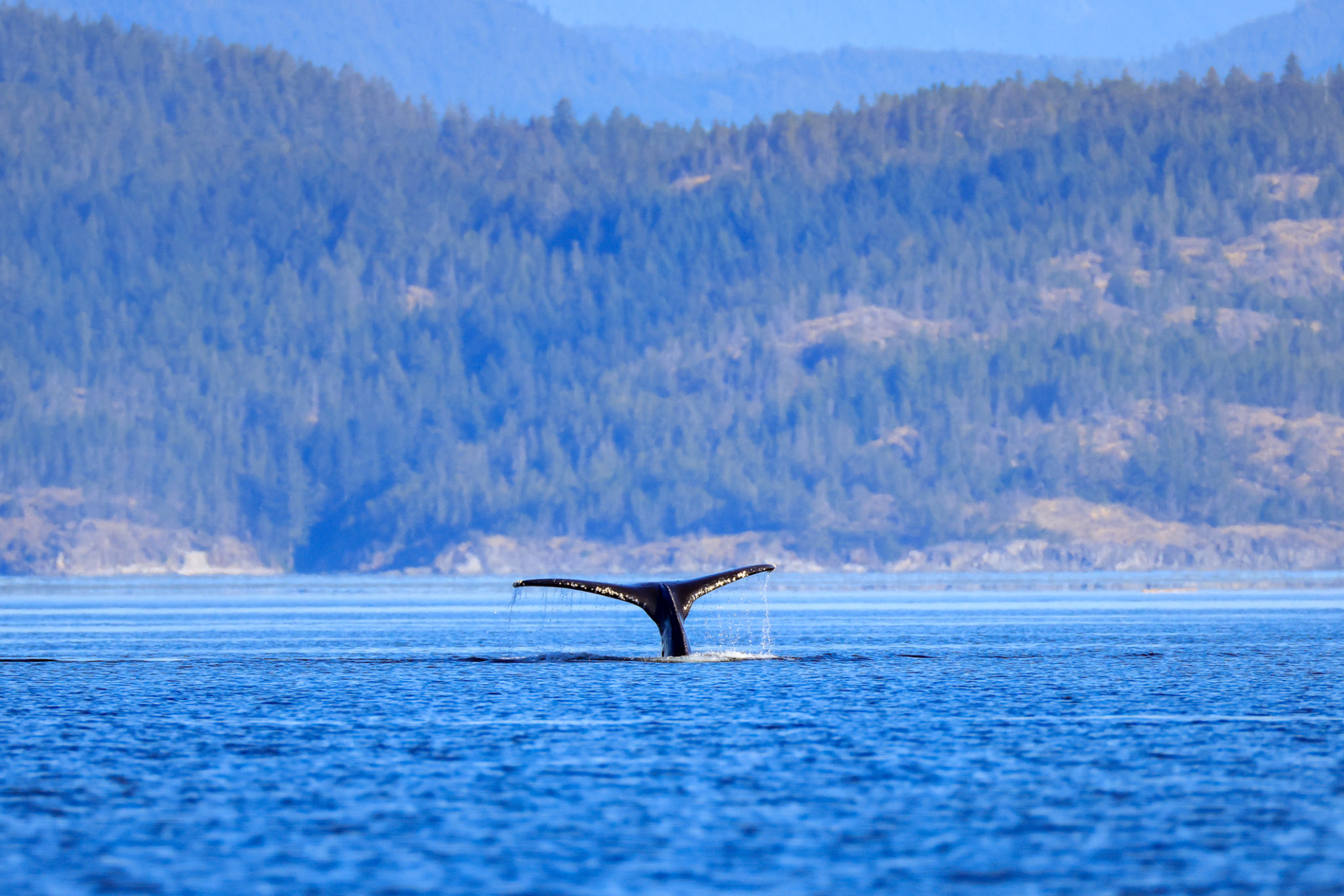 wildlife observation