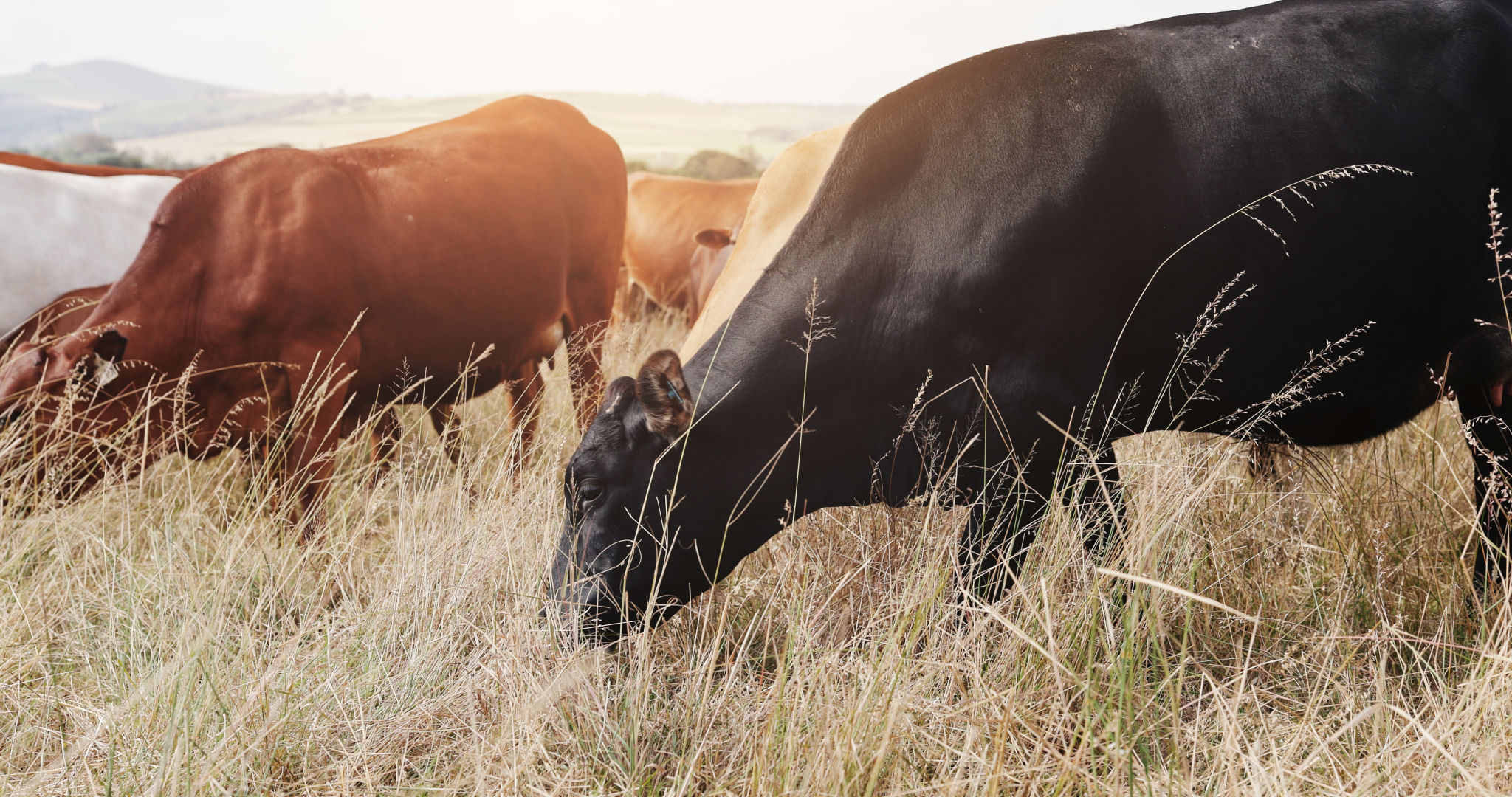 Farming, field and cattle on grass, countryside and dairy farm for sustainability, agriculture and ecology. Cows, nature and livestock production, ranch animals and beef with meat or milk industry Farming, field and cattle on grass, countryside and dairy farm for sustainability, agriculture and ecology. Cows, nature and livestock production, ranch animals and beef with meat or milk industry