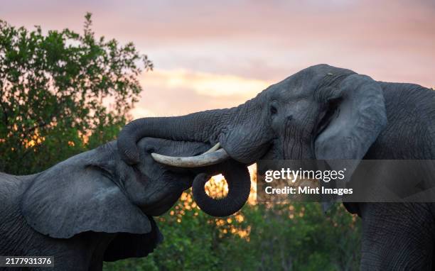 two elephants, loxodonta africana, greet each other, with a sunset backdrop - tusk stock pictures, royalty-free photos & images