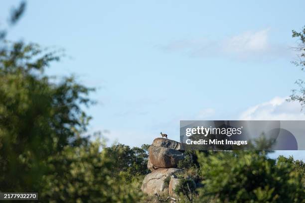 a klipspringer, oreotragus oreotragus, standing on a rock - sabi sands reserve stockfoto's en -beelden