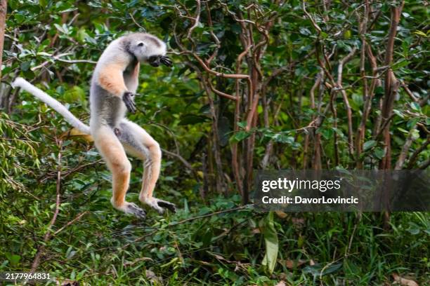 diademed sifaka lemur in the forest jumping from the tree, green background, national park at andasibe, madagascar. - lemur jumping stock pictures, royalty-free photos & images