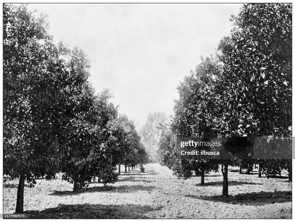 Historia y lugares emblemáticos de EE. UU.: Orange Grove, Valle de San Gabriel, California