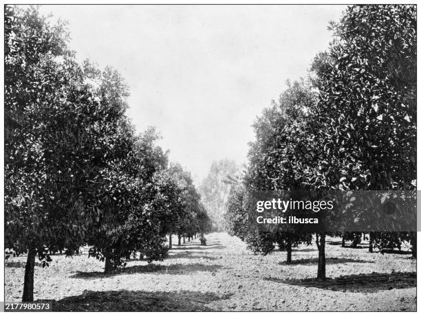 531 Vintage Orange Grove Stock Photos and High-Res Images - Getty