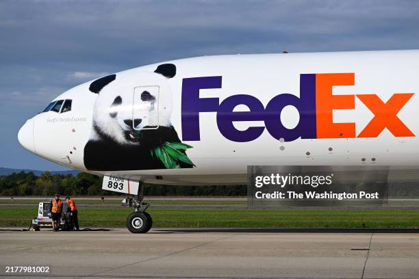 Giant Pandas Qing Bao and Bao Li arrive at the Fed Ex office in Dulles, Virginia October 15, 2024.