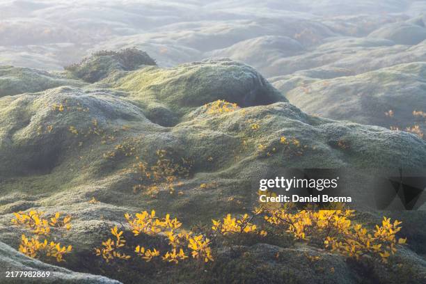 autumn colors in a mossy lava field in iceland - lava field iceland stock pictures, royalty-free photos & images